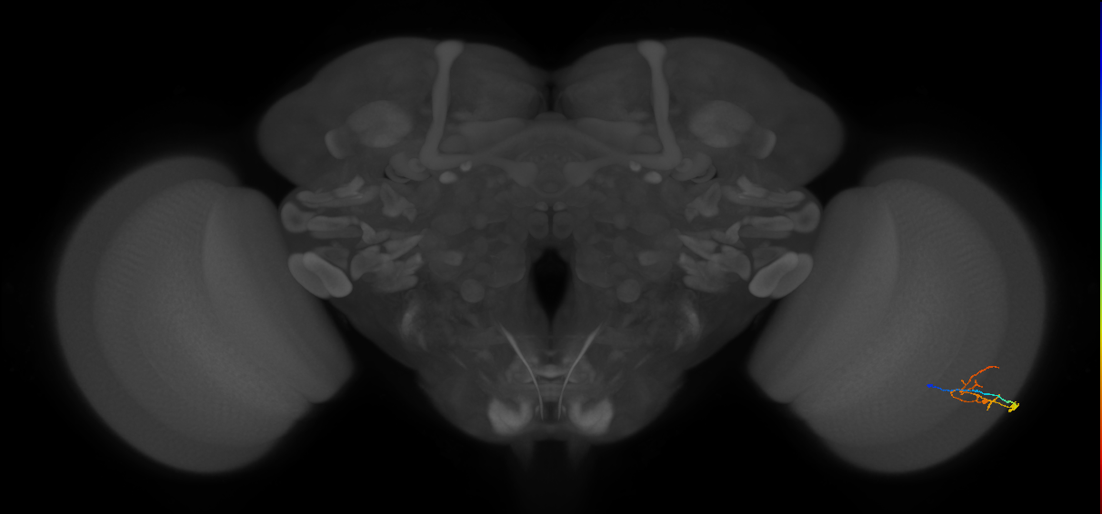 C2_R (MaleCNS:100887)