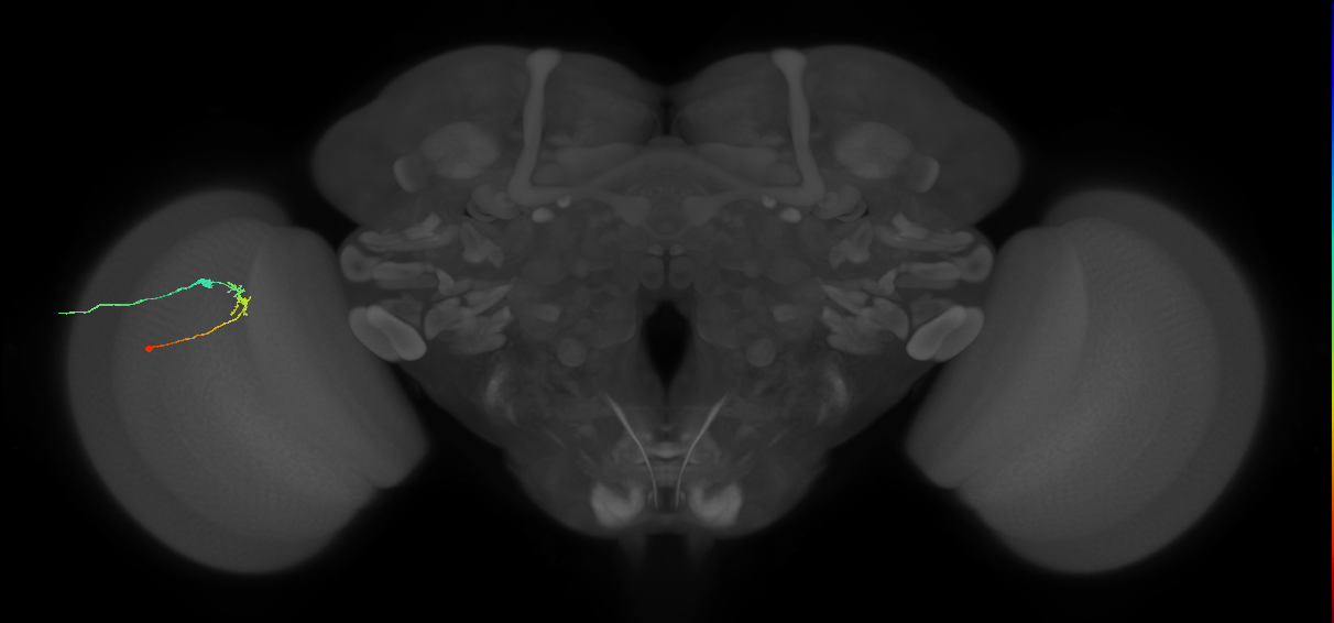 C2_L (MaleCNS:580436)