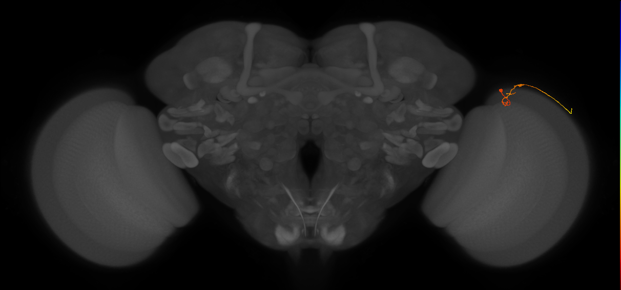 C2_R (MaleCNS:169638)