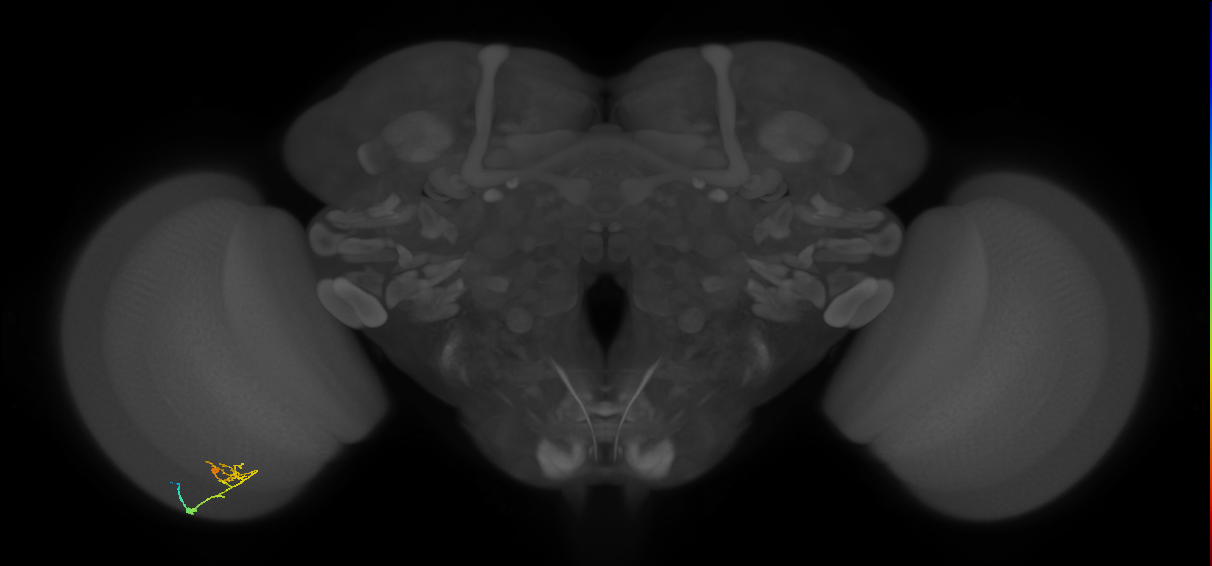 C2_L (MaleCNS:105140)
