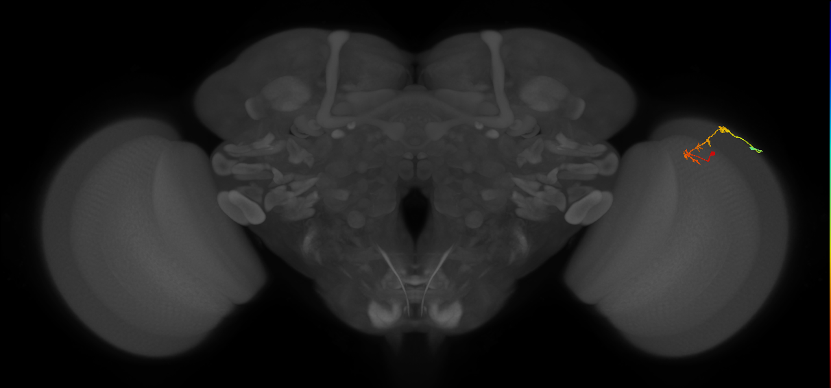 C2_R (MaleCNS:124166)