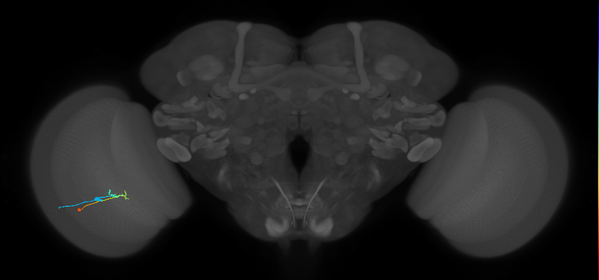 C2_L (MaleCNS:132147)