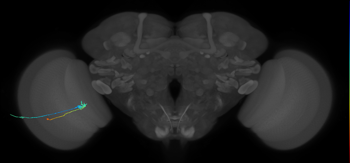 C2_L (MaleCNS:102477)
