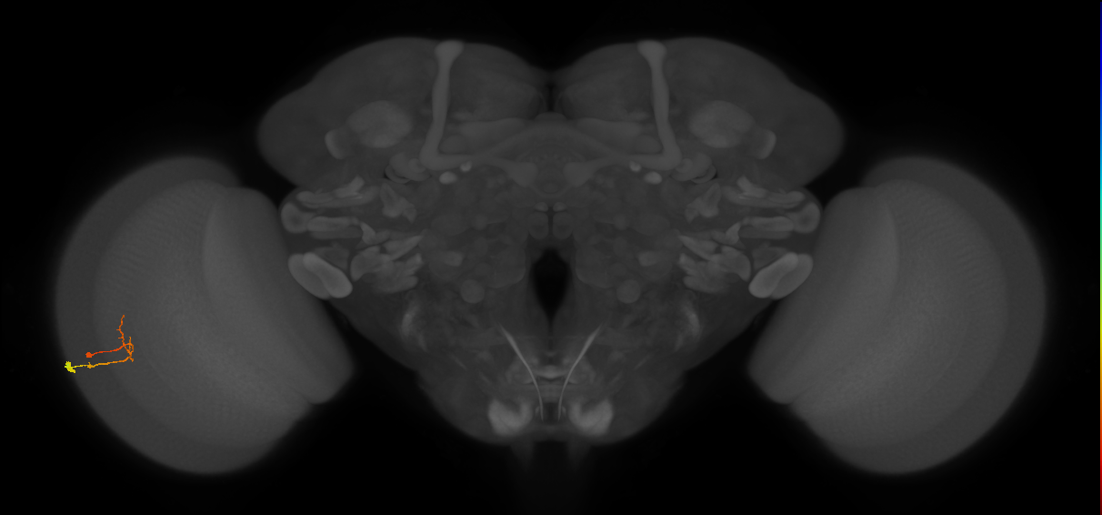 C2_L (MaleCNS:160367)