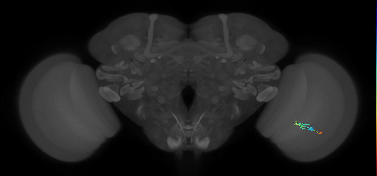 C2_R (MaleCNS:95855)
