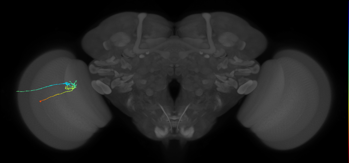 C2_L (MaleCNS:118672)