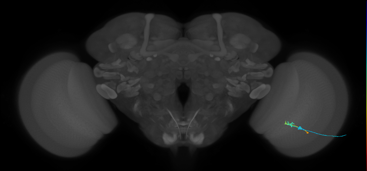 C2_R (MaleCNS:106294)