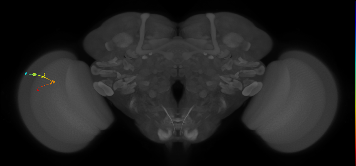C2_L (MaleCNS:94149)