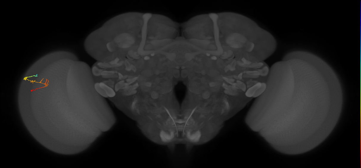 C2_L (MaleCNS:118197)
