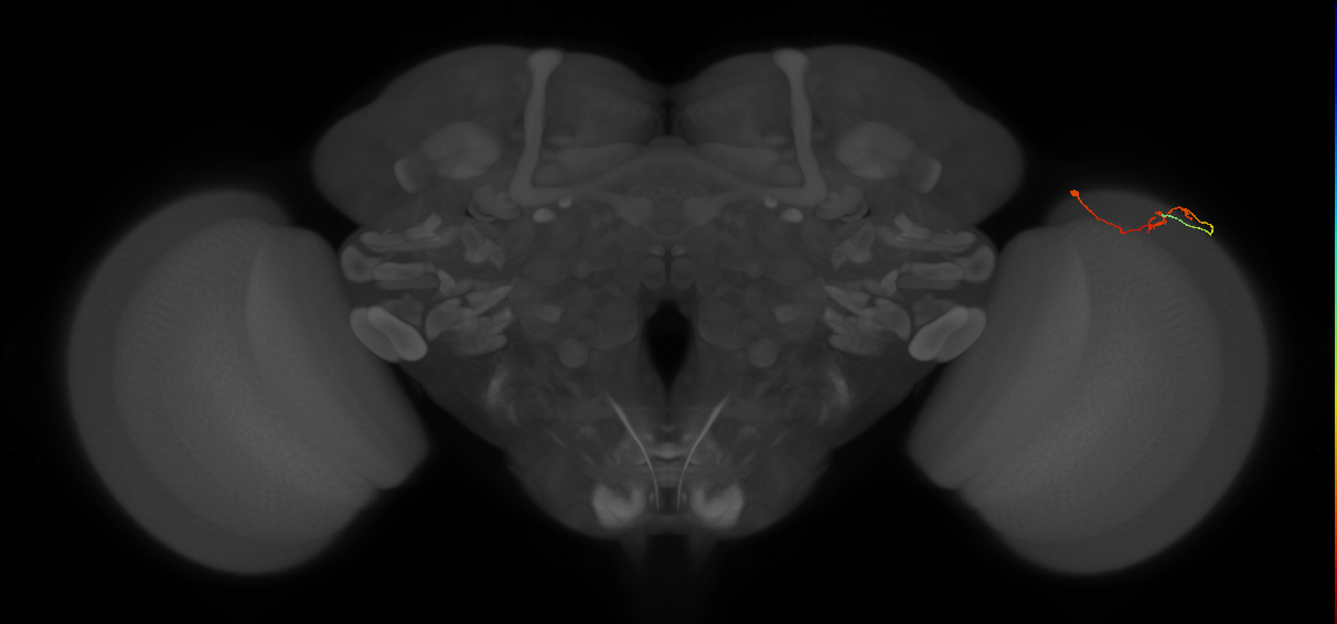C2_R (MaleCNS:552320)