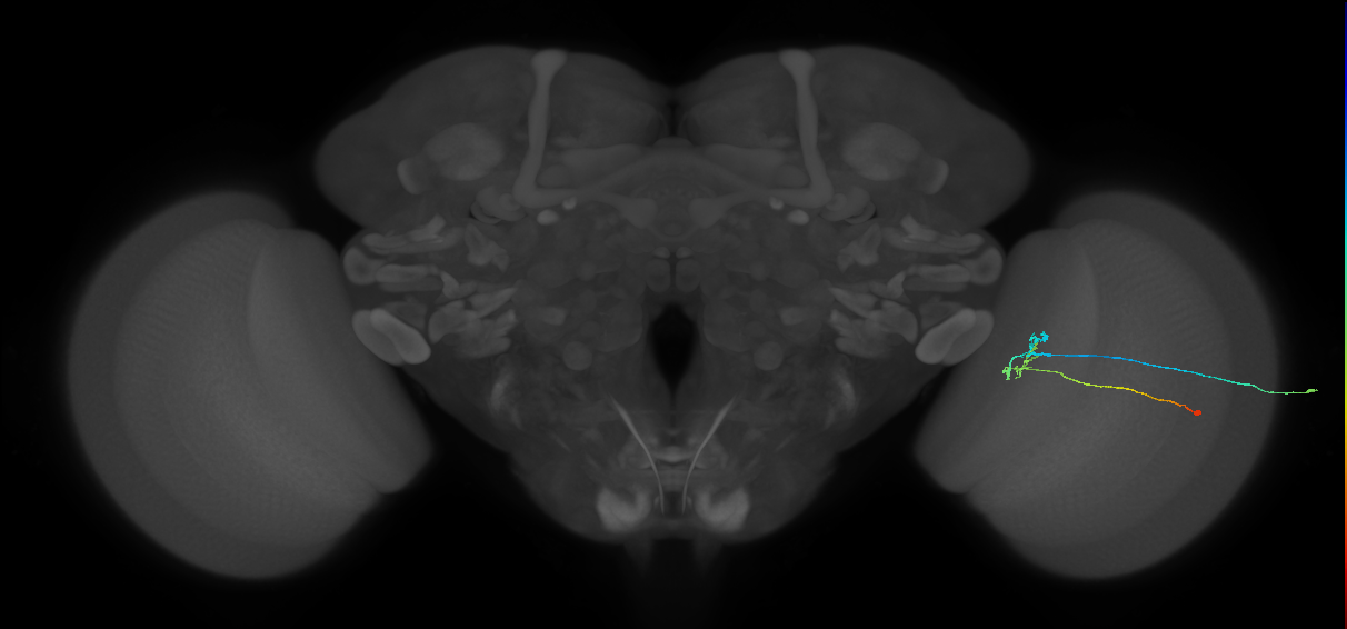 C2_R (MaleCNS:118397)