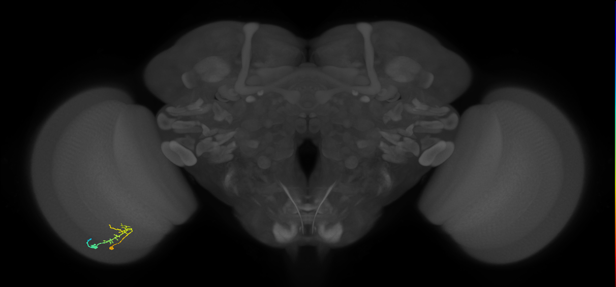 C2_L (MaleCNS:117204)