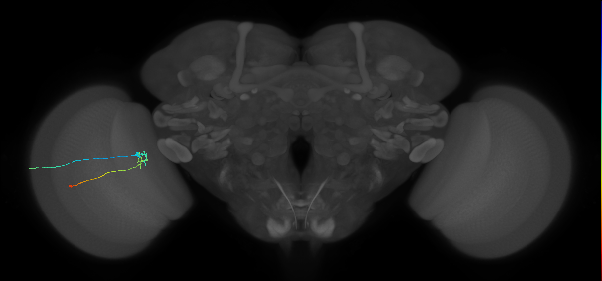 C2_L (MaleCNS:92067)