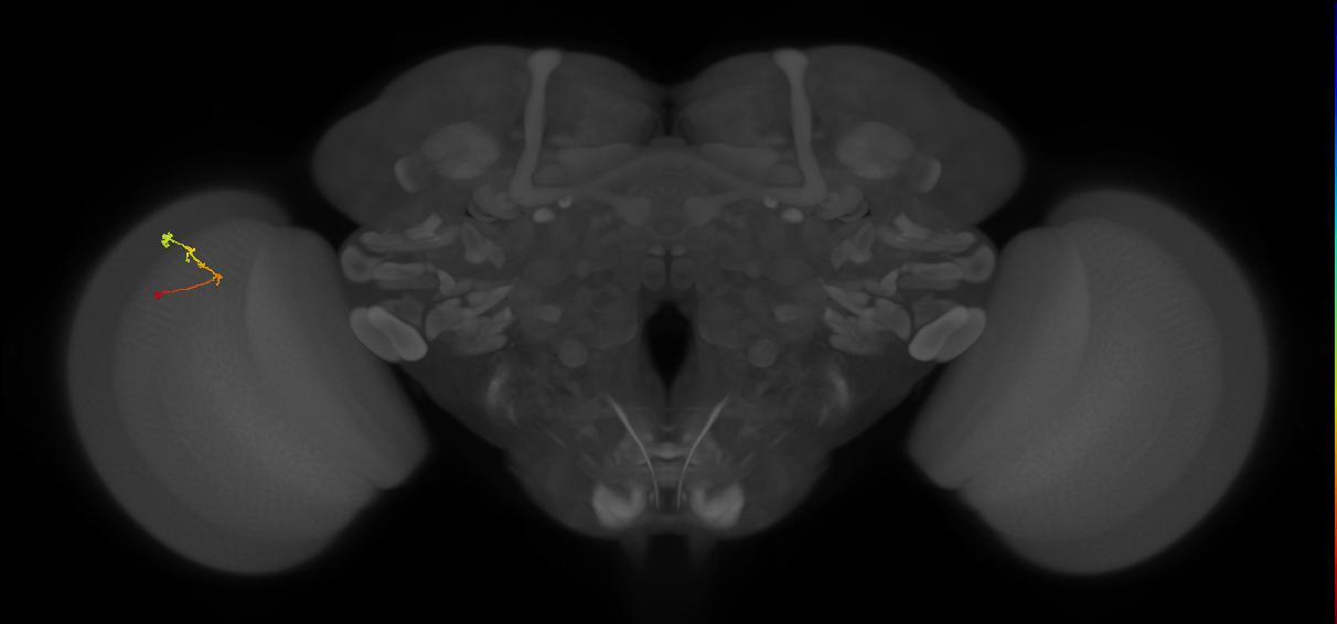 C2_L (MaleCNS:165351)