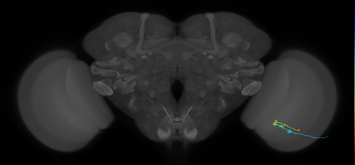 C2_R (MaleCNS:100475)