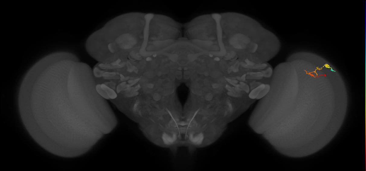 C2_R (MaleCNS:90946)