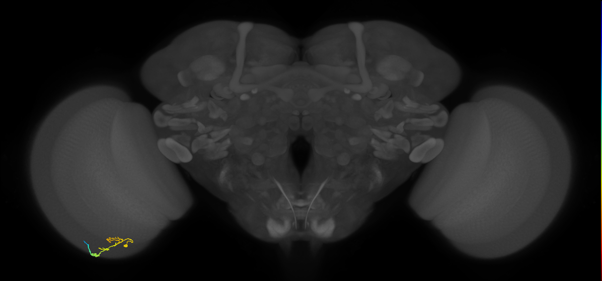 C2_L (MaleCNS:125083)