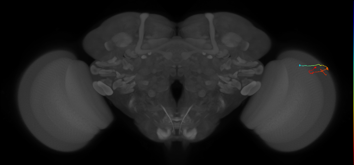 C2_R (MaleCNS:131961)