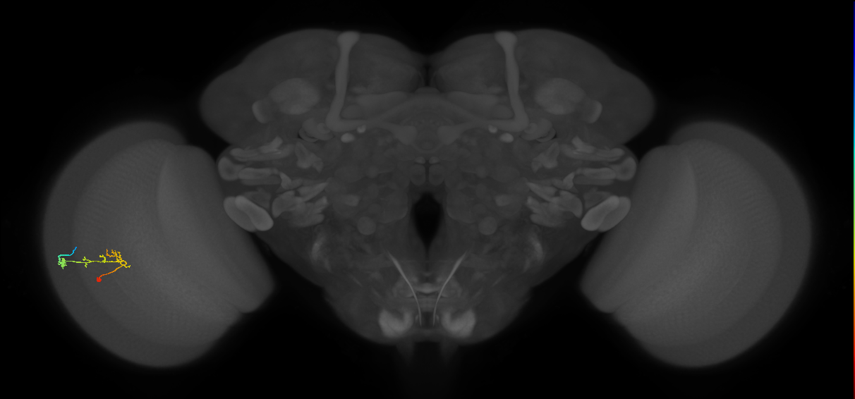 C2_L (MaleCNS:153500)