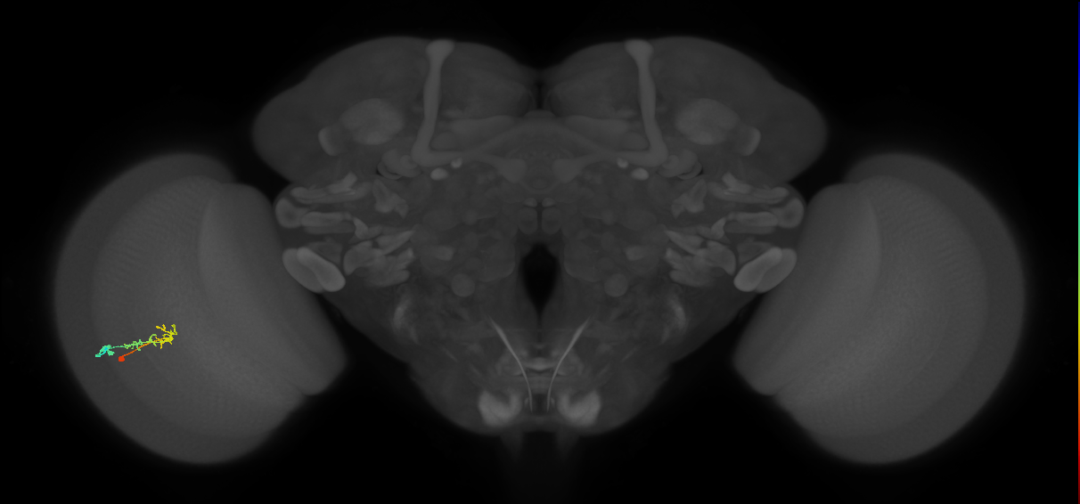 C2_L (MaleCNS:91441)