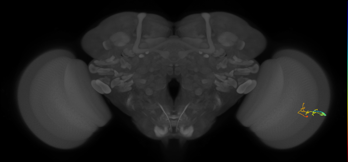 C2_R (MaleCNS:79133)