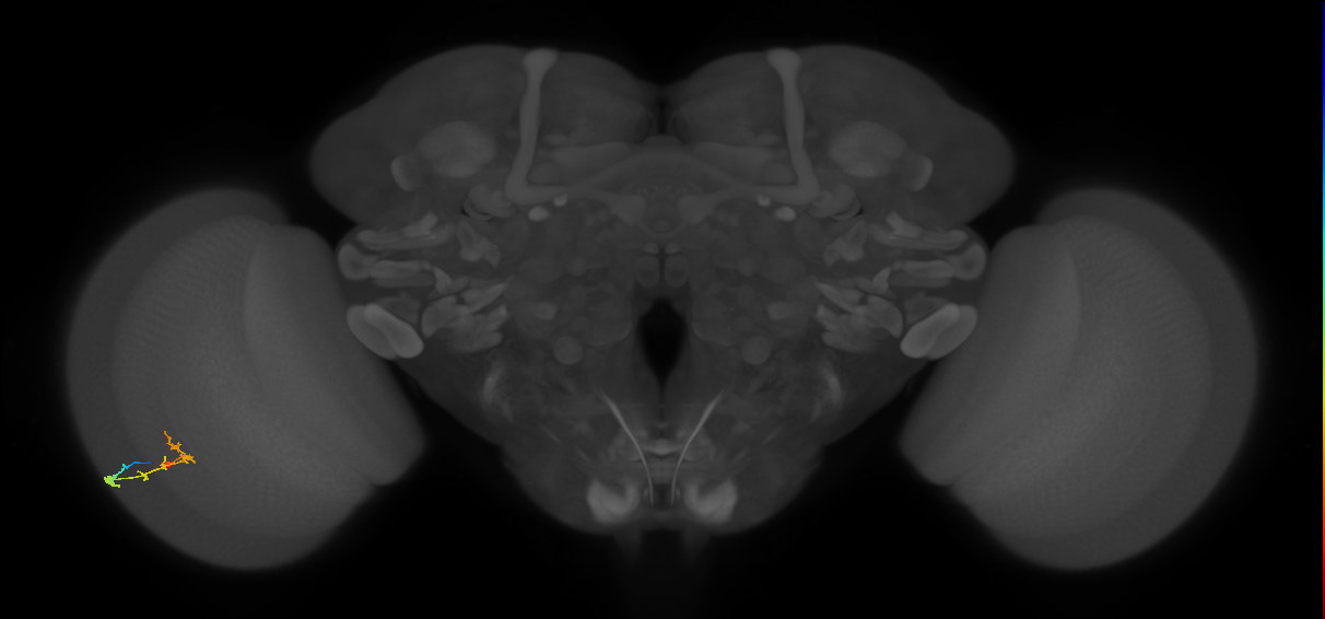 C2_L (MaleCNS:85207)