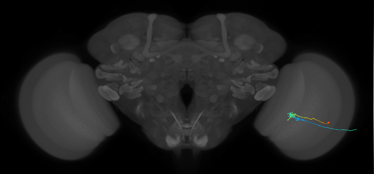 C2_R (MaleCNS:89378)