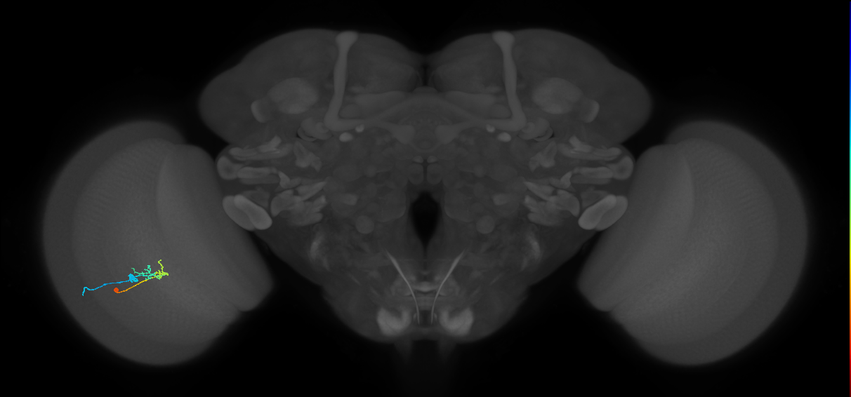 C2_L (MaleCNS:36018)