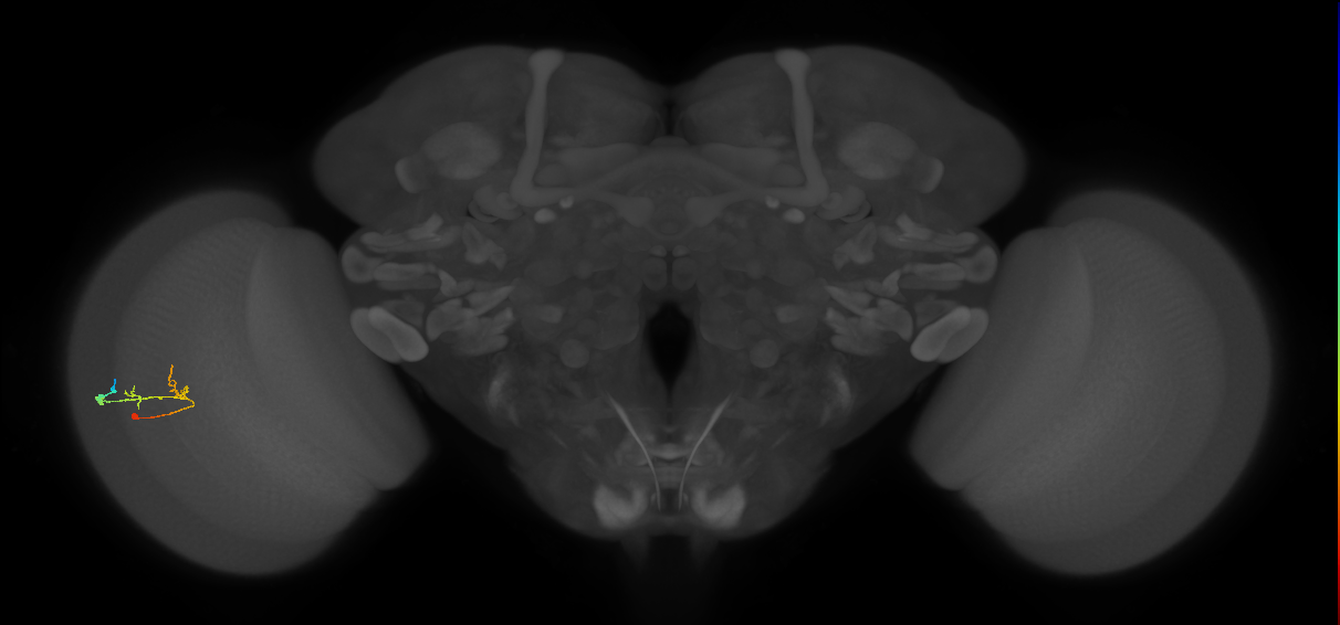 C2_L (MaleCNS:164815)