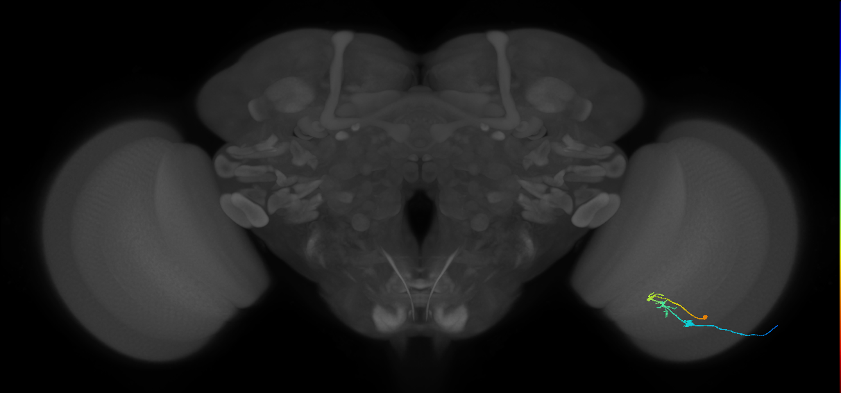 C2_R (MaleCNS:79151)