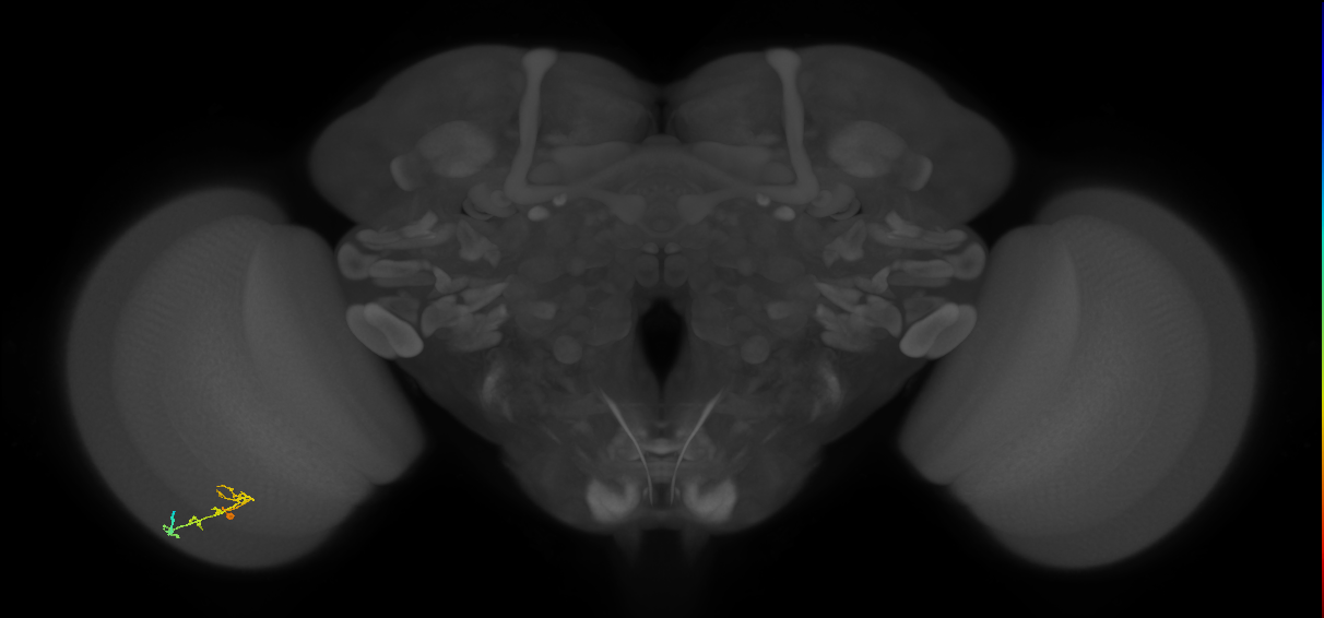 C2_L (MaleCNS:117007)