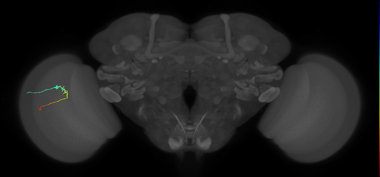 C2_L (MaleCNS:135552)