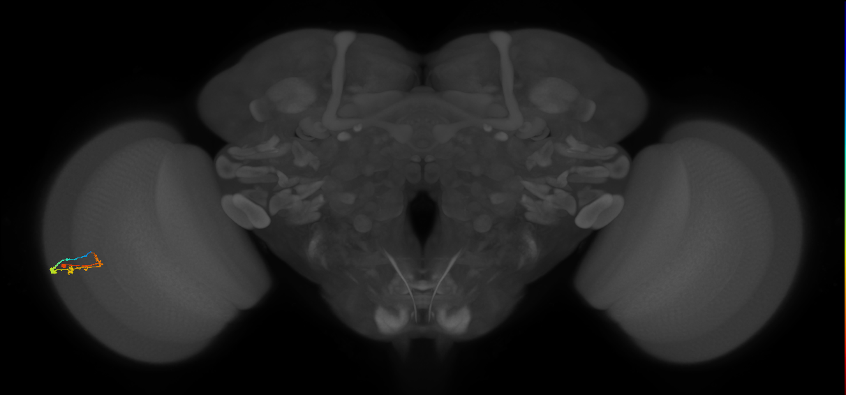 C2_L (MaleCNS:552928)