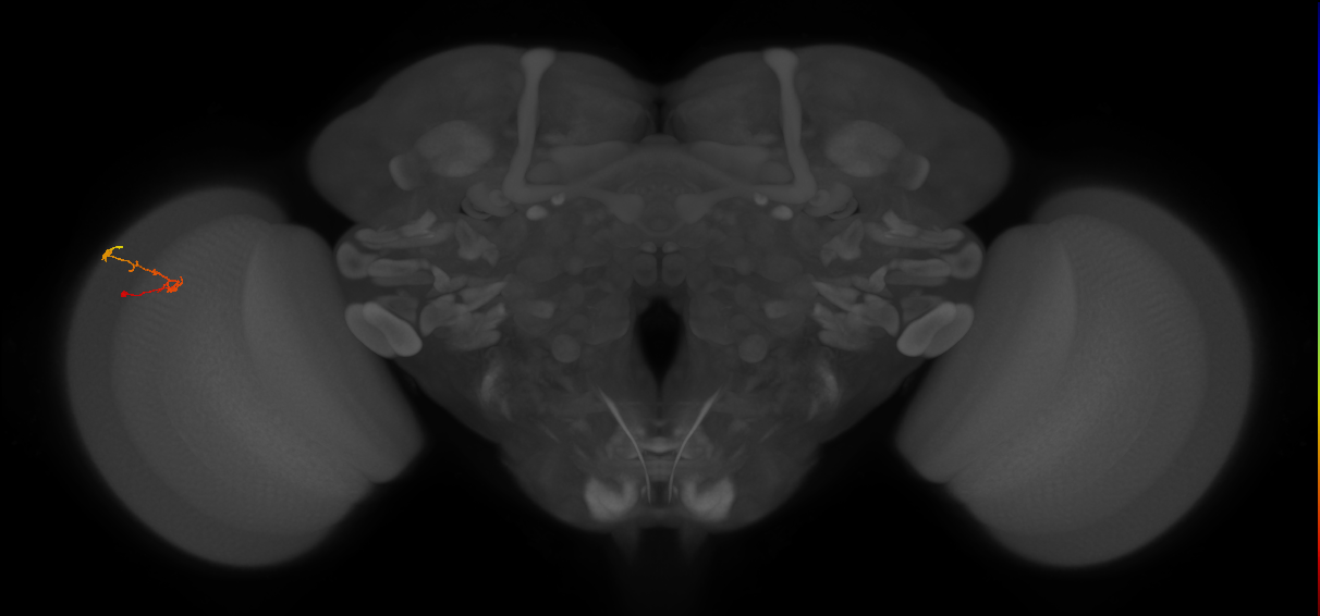 C2_L (MaleCNS:127455)