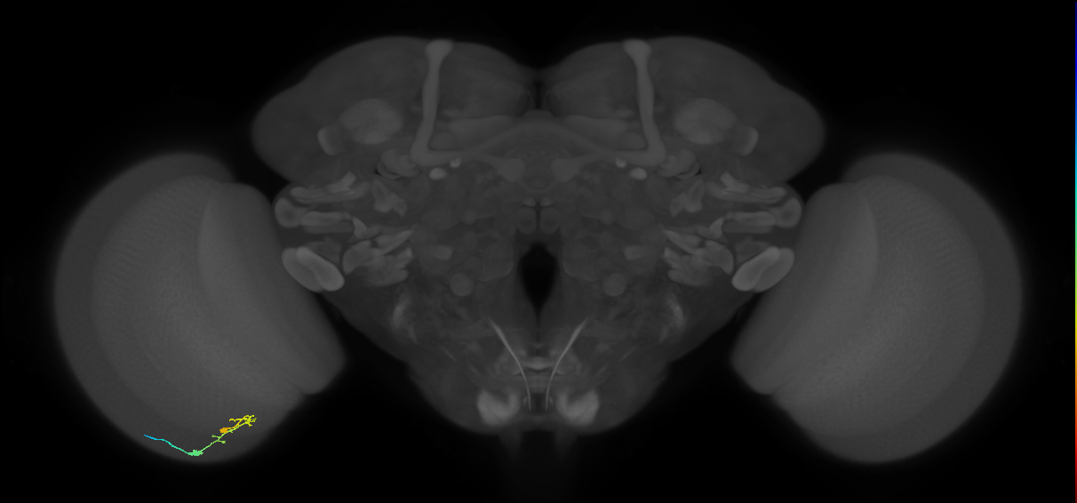 C2_L (MaleCNS:149900)