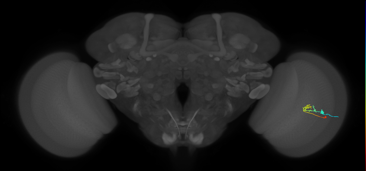 C2_R (MaleCNS:74596)