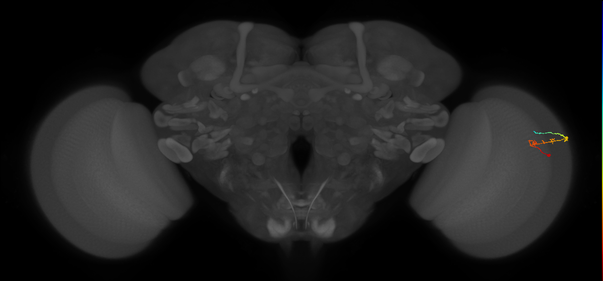C2_R (MaleCNS:94545)