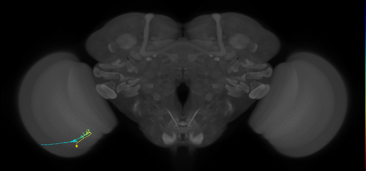 C2_L (MaleCNS:103924)