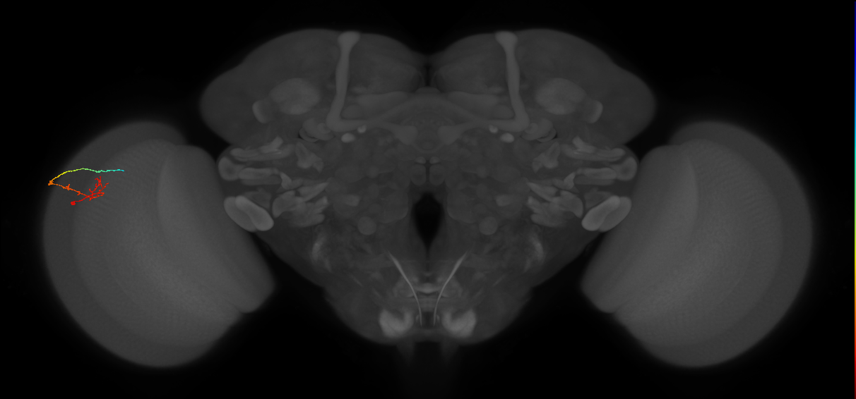 C2_L (MaleCNS:152612)