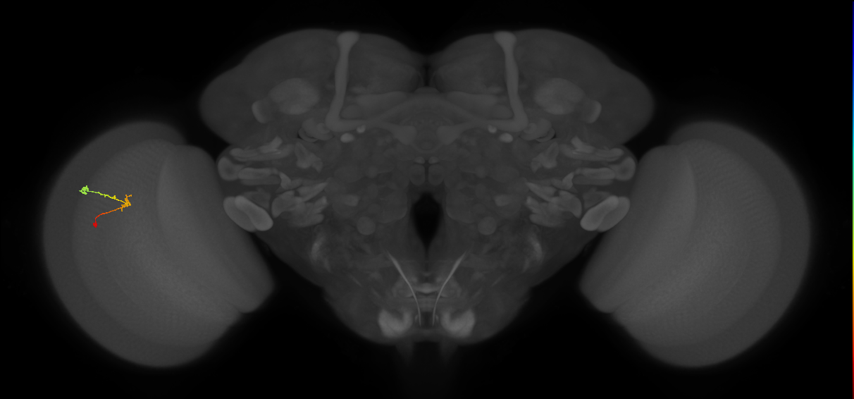 C2_L (MaleCNS:120294)