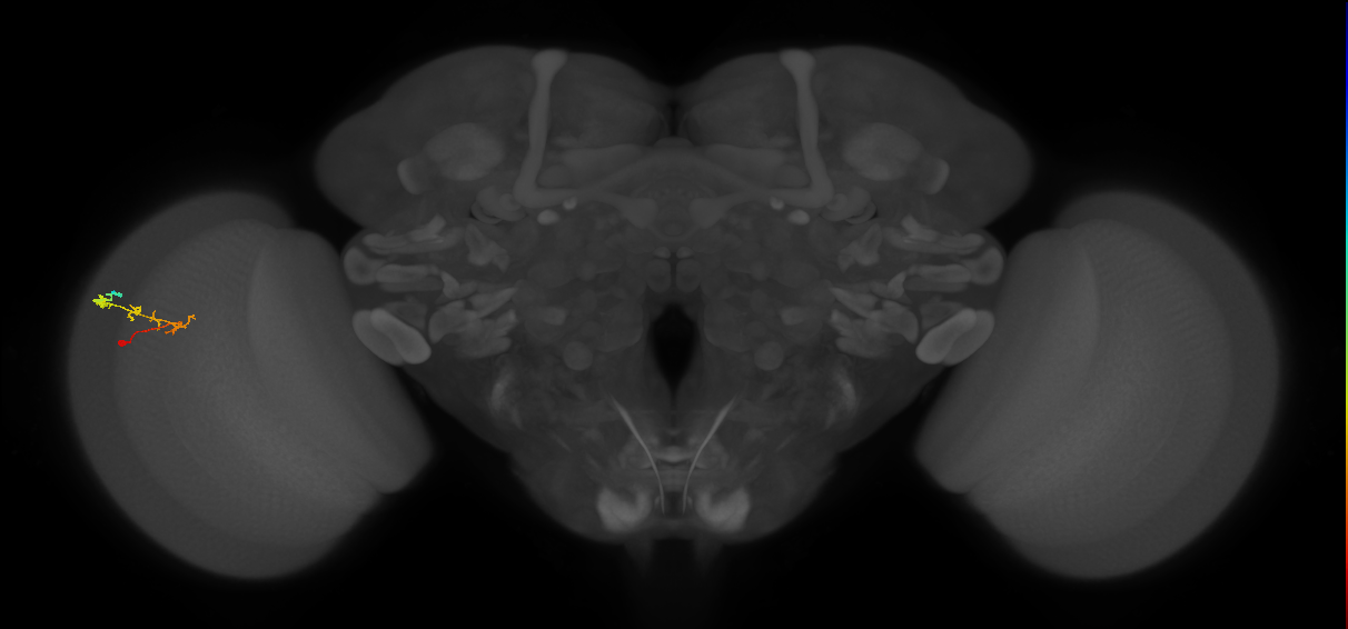C2_L (MaleCNS:70338)
