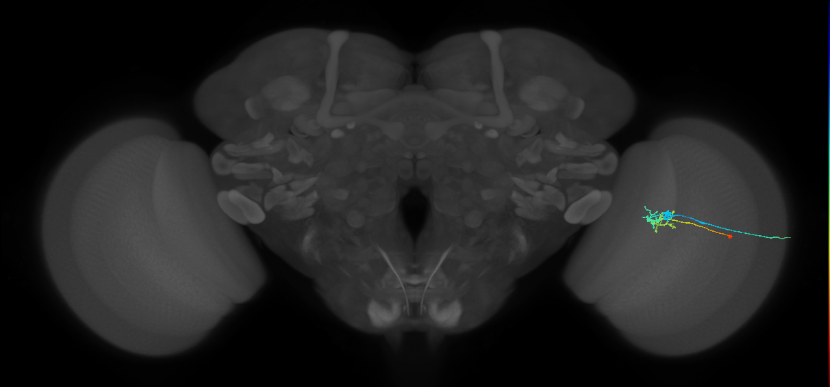 C2_R (MaleCNS:90718)