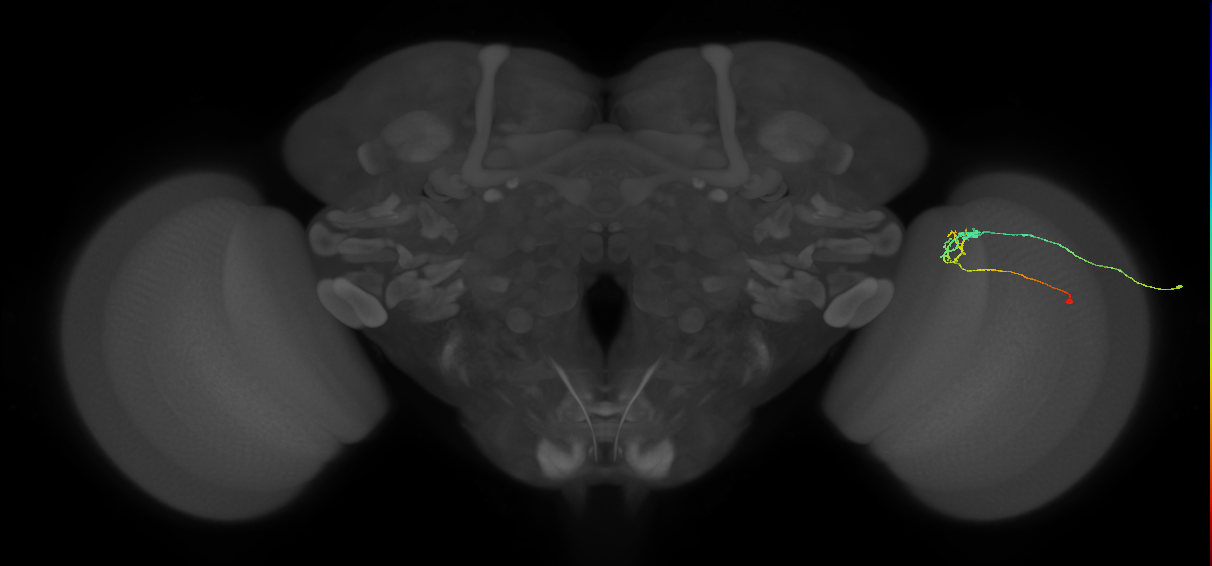 C2_R (MaleCNS:109147)