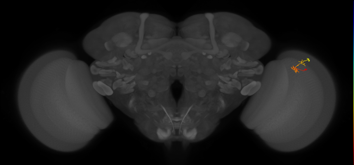 C2_R (MaleCNS:126225)
