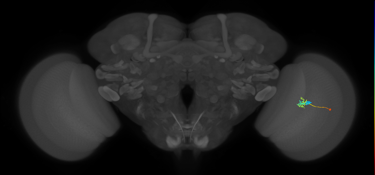 C2_R (MaleCNS:81464)