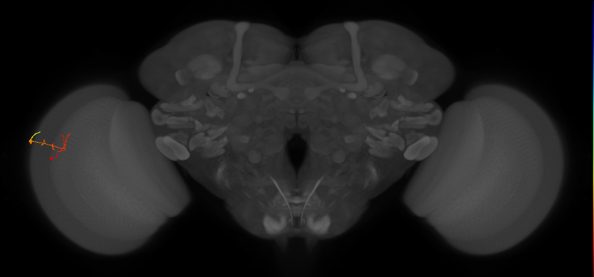 C2_L (MaleCNS:167002)