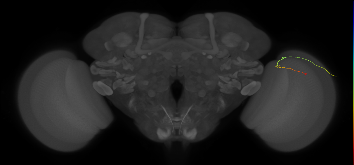C2_R (MaleCNS:154827)