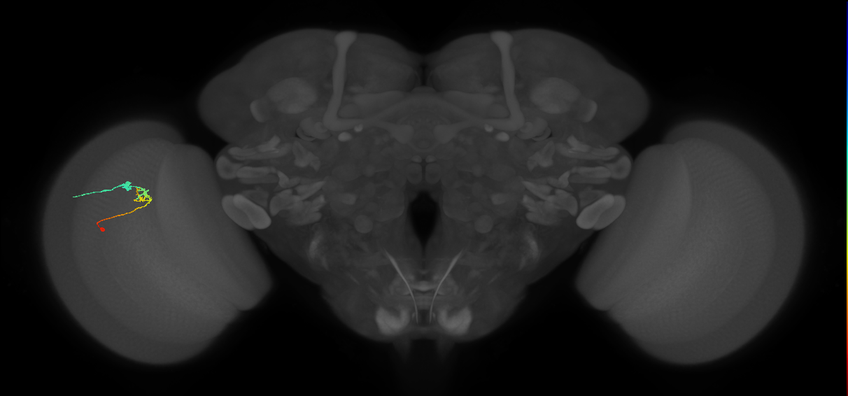 C2_L (MaleCNS:31601)