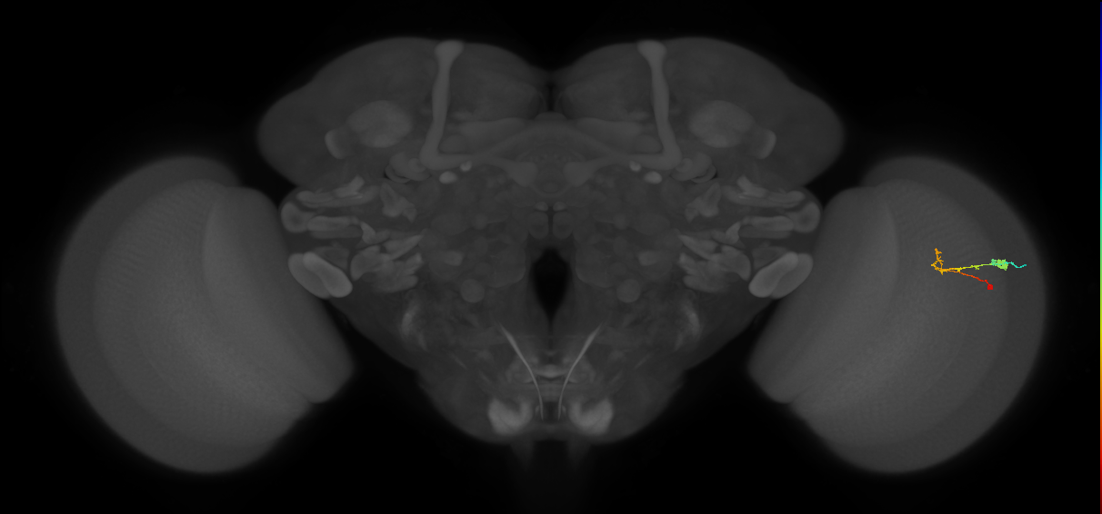 C2_R (MaleCNS:94474)