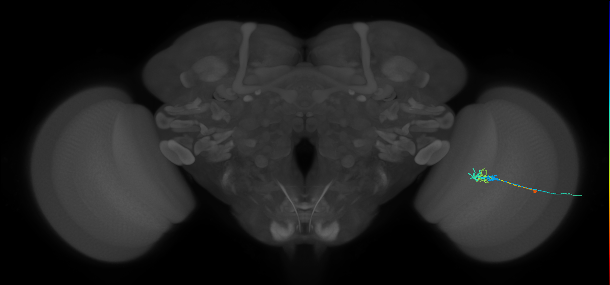 C2_R (MaleCNS:76090)